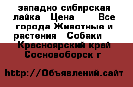 западно сибирская лайка › Цена ­ 0 - Все города Животные и растения » Собаки   . Красноярский край,Сосновоборск г.